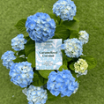Load image into Gallery viewer, Caramelized Coconut Chocolate 51% - Goodio USACraft Chocolate