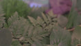 Load and play video in Gallery viewer, Forest Chocolate 70%